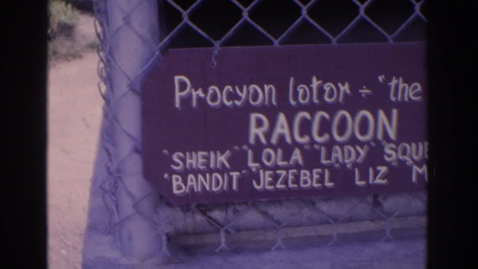 A hand-lettered sign identifies a raccoon enclosure behind chain-link fencing in 1962 Florida zoo footage.