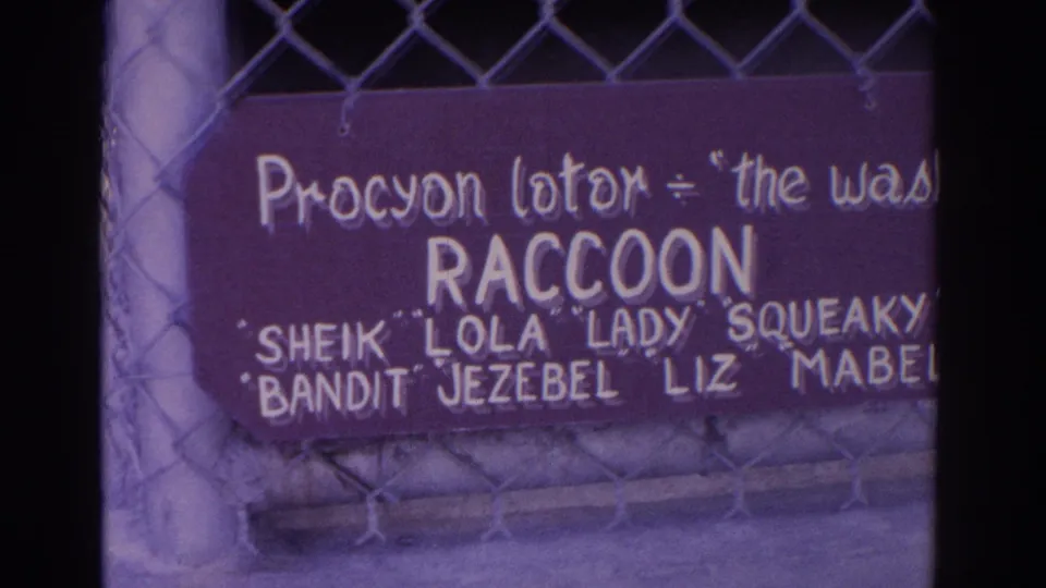 A closer frame shows the raccoon sign with several animal names painted beneath the enclosure label.