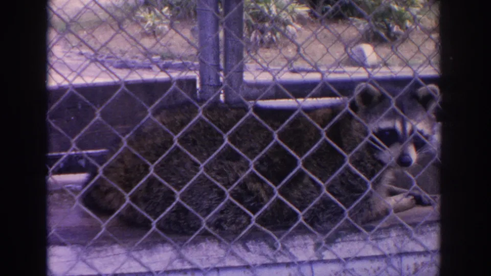 A raccoon lies behind chain-link fencing in an outdoor zoo enclosure in 1962 Florida home-movie footage.