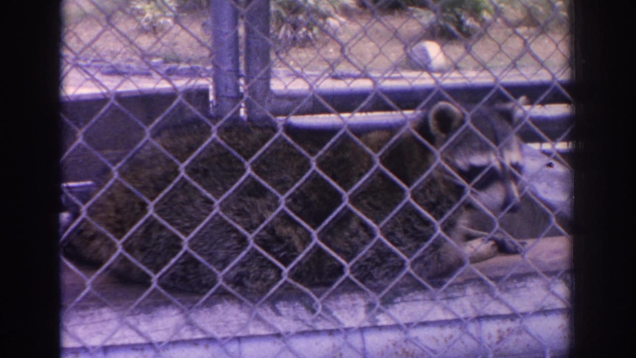 Raccoon resting behind a chain-link fence on a wooden platform.
