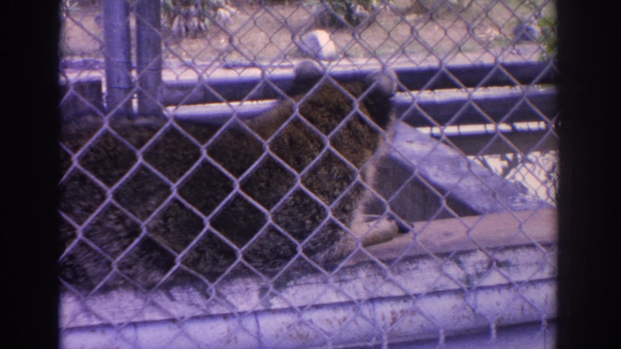 Raccoon partly turned on a wooden ledge behind chain-link fencing.