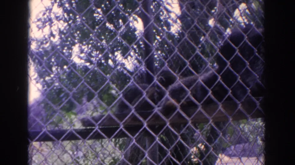 Faded 8mm view of a raccoon behind chain-link fencing, with trees and enclosure supports in the background.