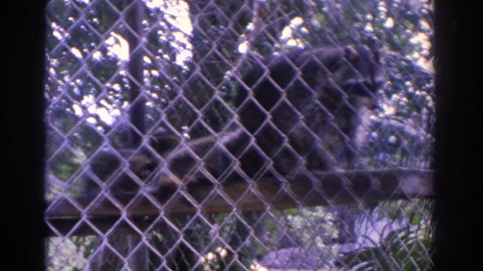 Raccoon moves along a raised platform in a fenced Florida wildlife-center enclosure, seen in grainy 8mm color.