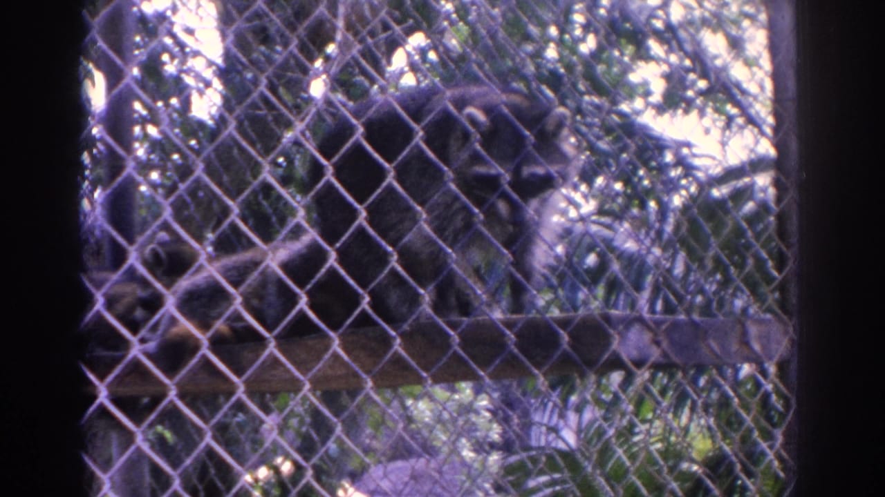 Raccoon resting behind chain-link fencing with trees and a wooden platform nearby.
