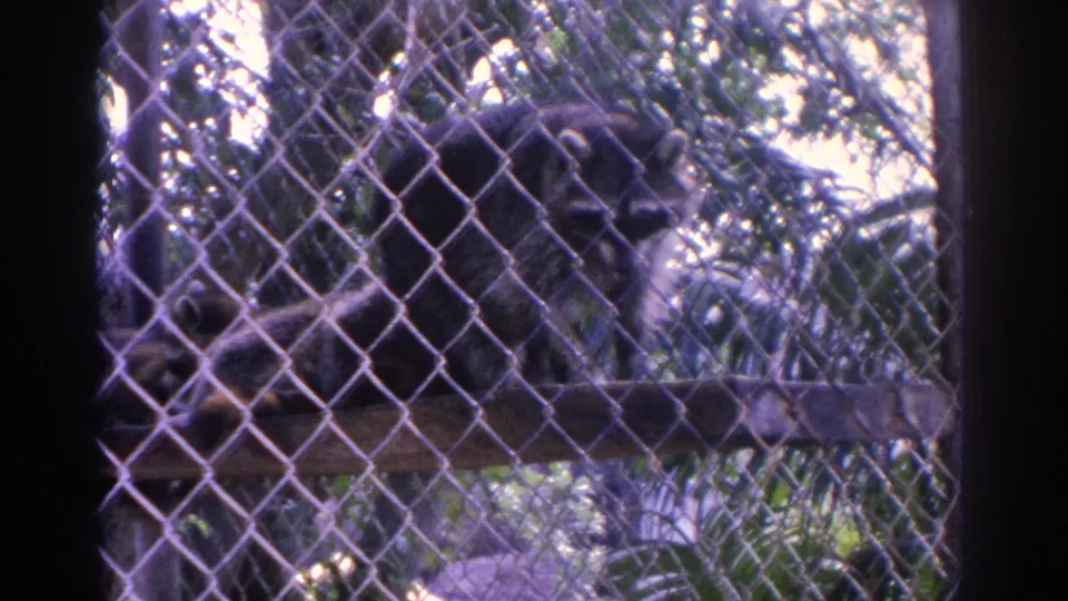 1962 Florida 8mm frame showing a raccoon inside a chain-link zoo enclosure with foliage and a wooden resting structure.