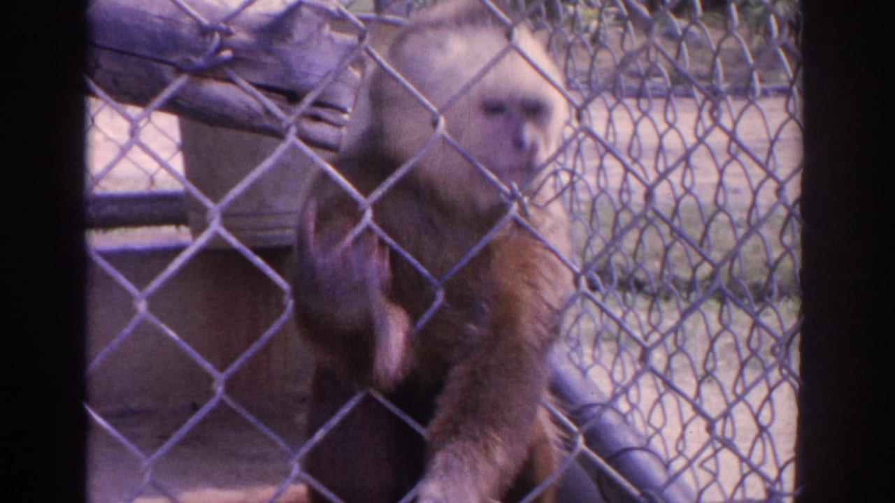 Capuchin monkey behind chain-link fencing beside a wooden platform and enclosure wall.