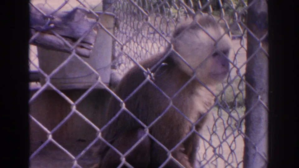 1962 Florida 8mm frame showing a capuchin monkey in soft focus behind chain-link fencing inside a zoo enclosure.