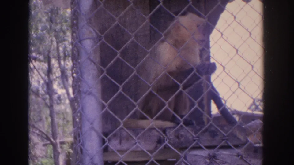 1962 Florida 8mm frame showing a capuchin monkey seated on a platform inside a chain-link zoo enclosure with trees beyond.