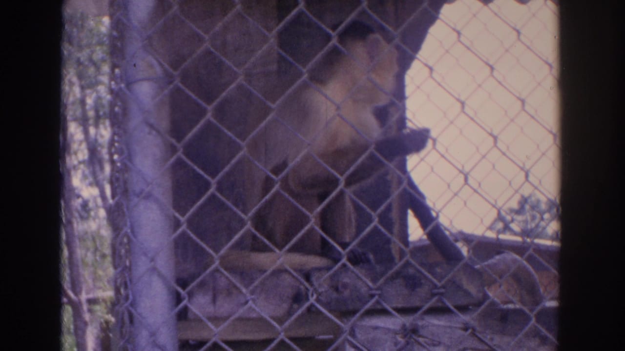 A light-colored monkey lounges behind chain-link fencing in an outdoor Florida enclosure, seen in 1962 8mm home-movie footage.