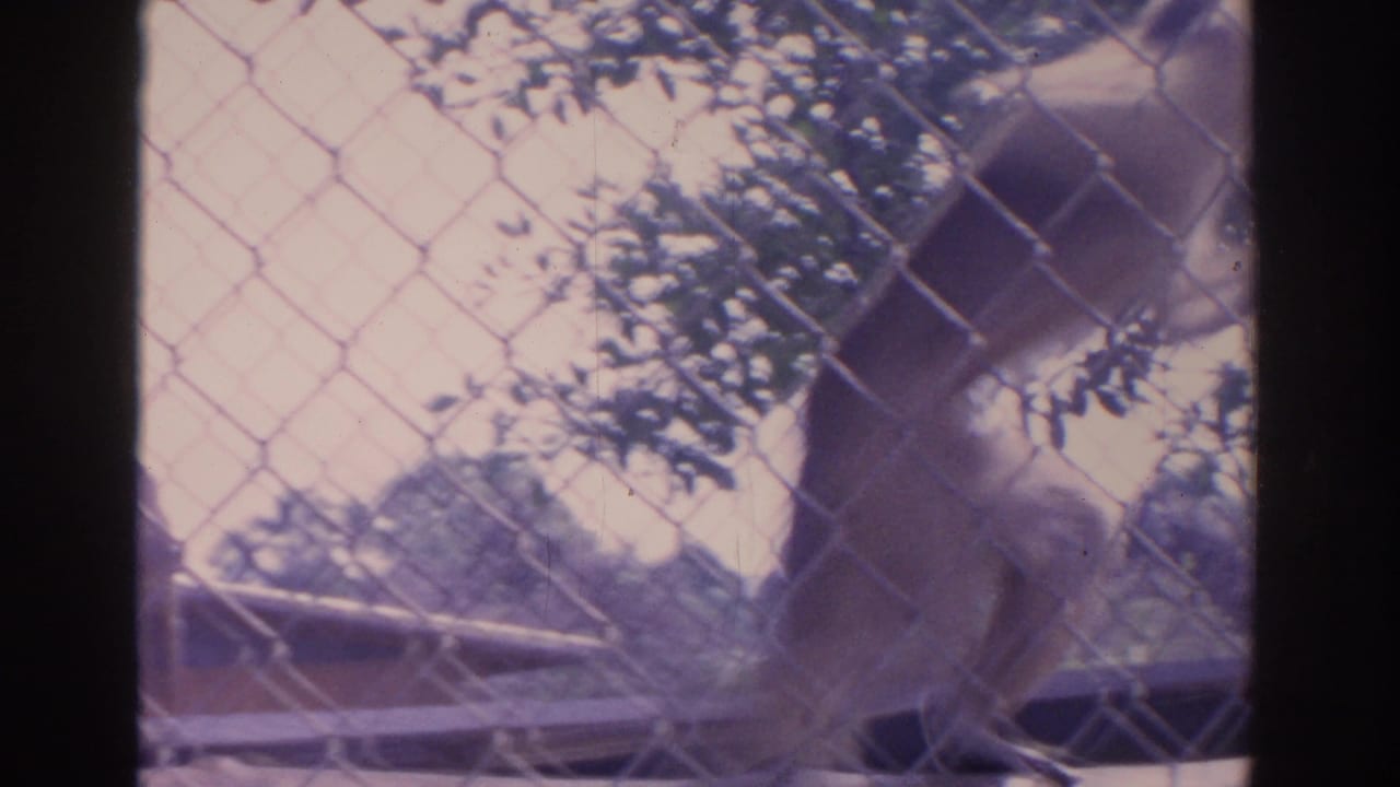 Monkey sitting upright behind chain-link fencing with trees in the background.