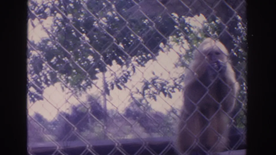 A monkey is seen through the fence in a shaded outdoor enclosure, with trees and faded 8mm color giving the frame a vintage look.