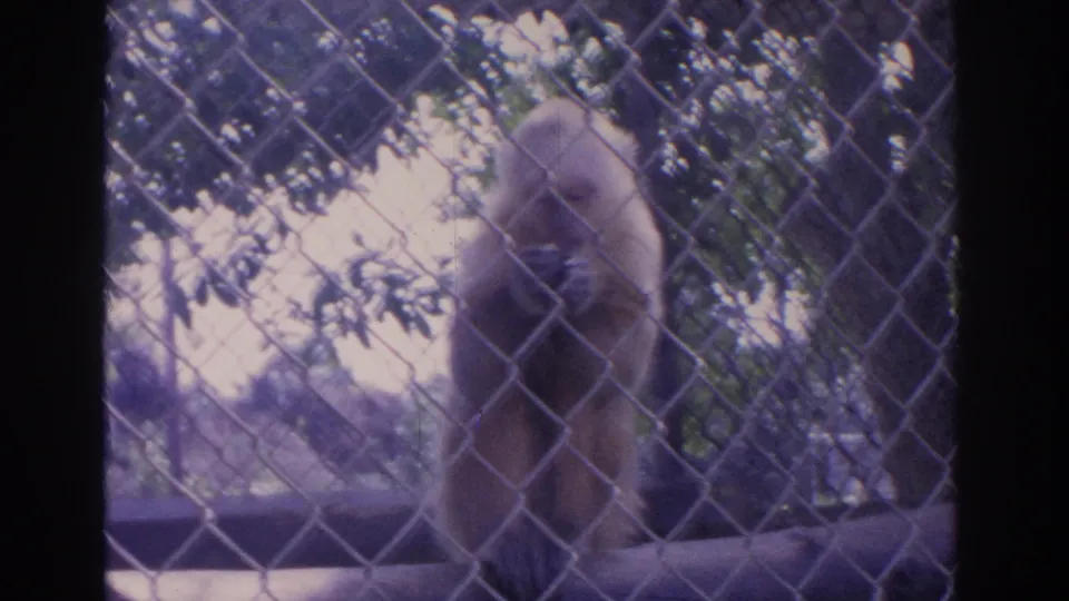 A light-colored monkey sits behind wire fencing near a wooden rail in an outdoor enclosure, consistent with Florida 1962 home-movie footage.
