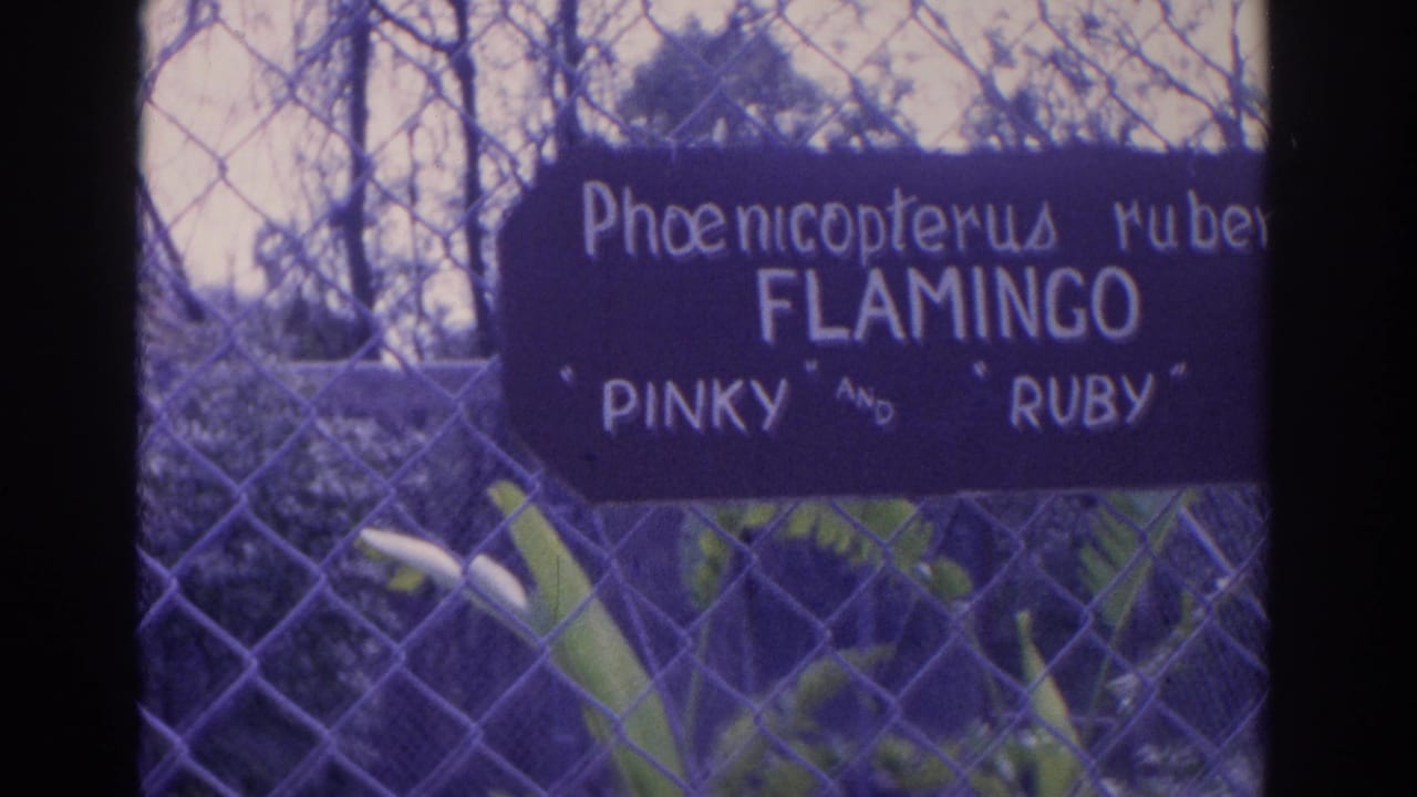 Hand-painted flamingo sign on a chain-link fence with plants behind it.