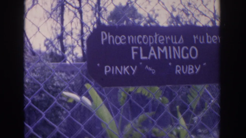 A zoo sign reads Phoenicopterus ruber, Flamingo, Pinky and Ruby, mounted on a chain-link fence in Florida footage.
