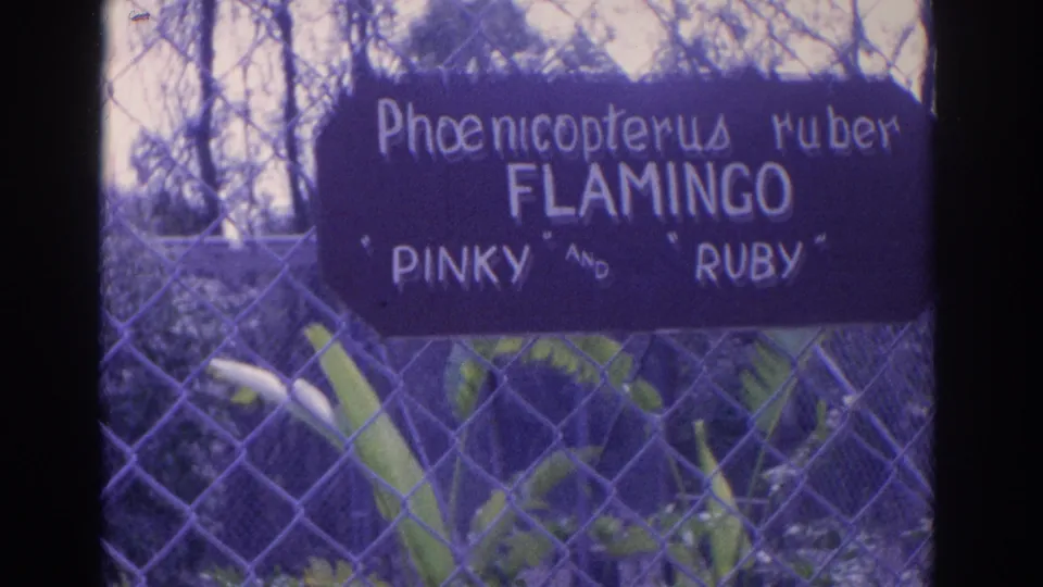 Close 8mm frame of the flamingo enclosure sign reading Pinky and Ruby, with plants and fencing visible behind it.