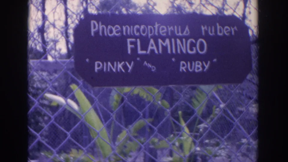 The flamingo sign remains centered behind the chain-link fence, with tropical planting and bare tree branches in view.