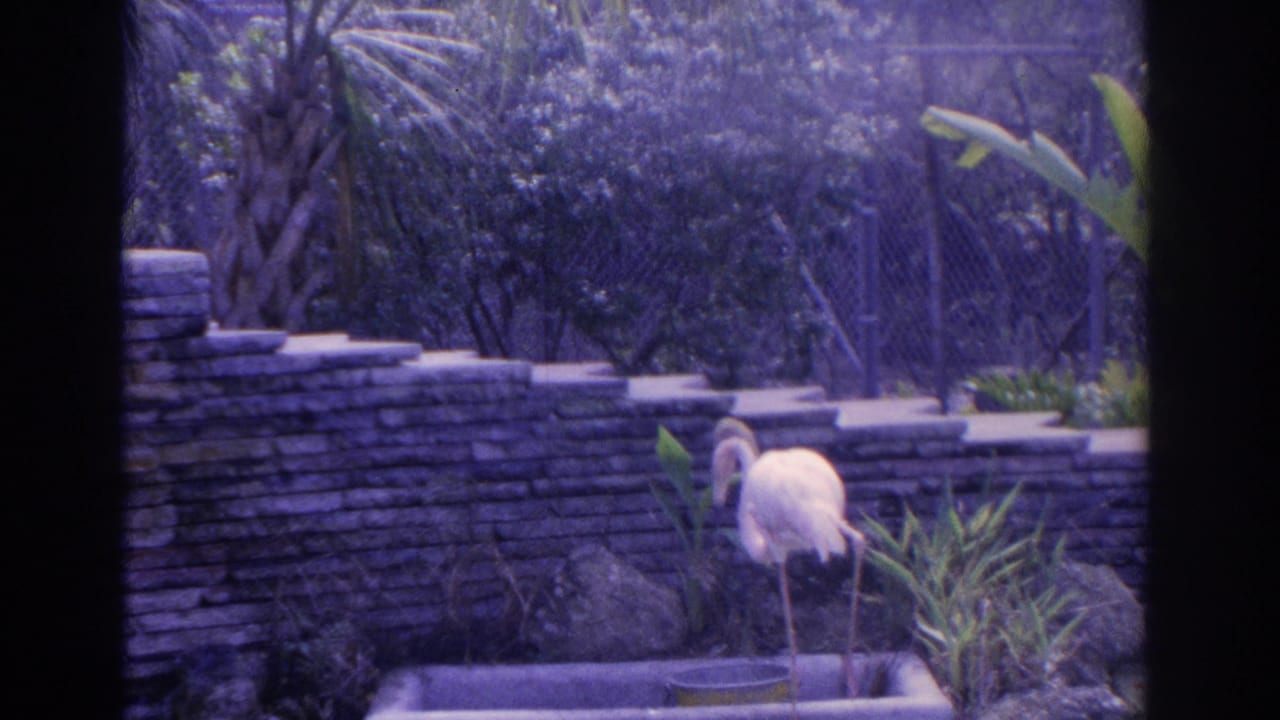 Pale flamingo bending over a small basin in a planted zoo enclosure.