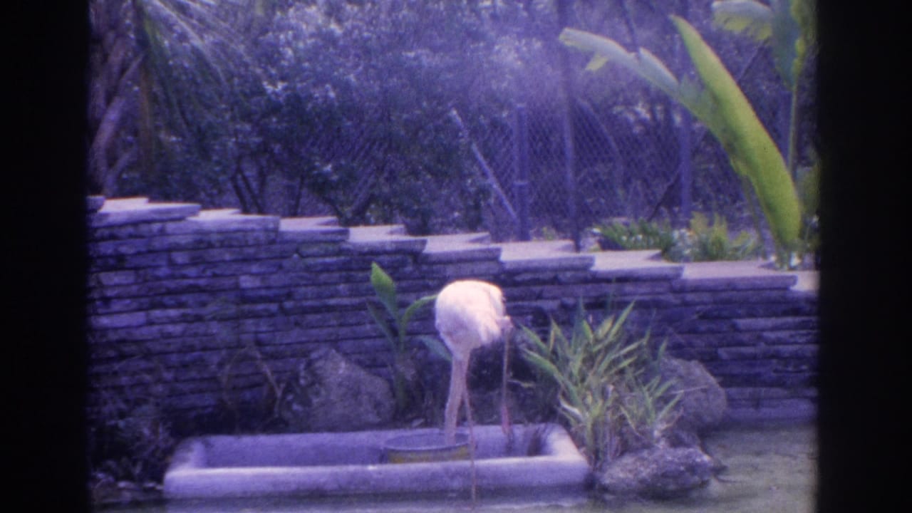 Flamingo standing in a basin beside grasses and rocks at a zoo enclosure.