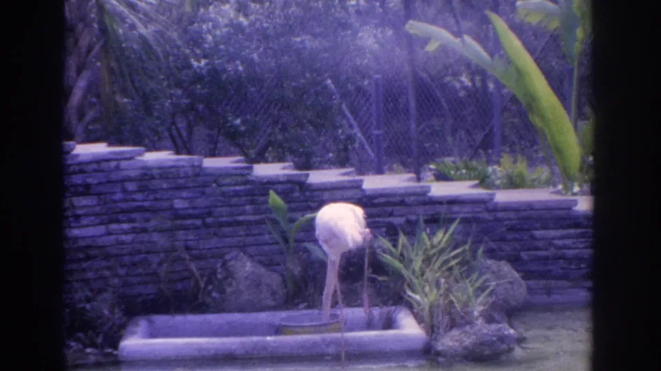 1962 Florida home-movie frame of a pale flamingo standing in a shallow basin beside grasses, rocks, stonework, and tropical plants.