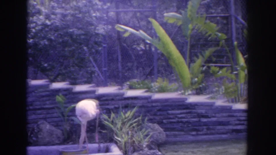 1962 Florida 8mm still with a flamingo lowering its head at a shallow basin, framed by a tiered stone wall, rocks, and planted foliage.