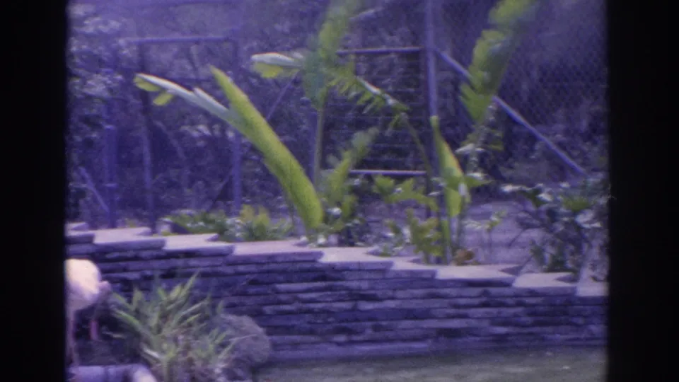 Final 1962 Florida frame with the flamingo partly at the edge of view, while banana-like leaves, stone wall, rocks, and fence fill the enclosure.