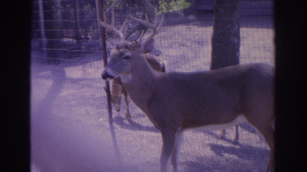 White-tailed buck with antlers stands behind chain-link fencing in a sunny enclosure.