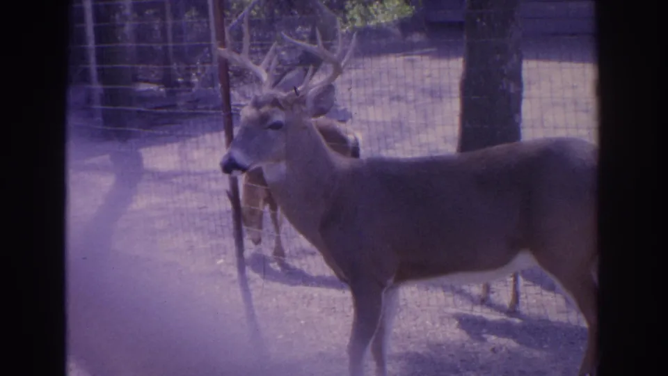 1962 Florida 8mm frame of a white-tailed buck in profile behind fencing, with dusty ground and enclosure structures visible.