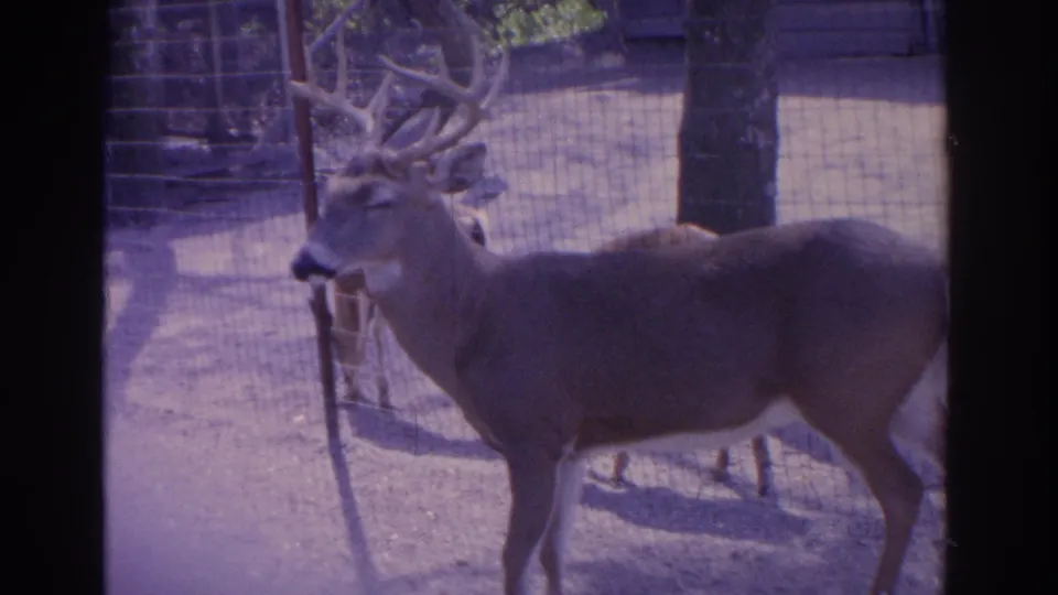 1962 Florida home-movie frame showing an antlered white-tailed buck in profile, with a second deer partly obscured behind it.
