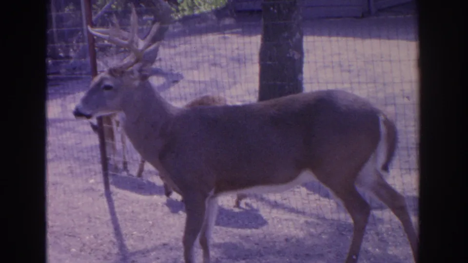 1962 Florida 8mm frame of a white-tailed buck viewed side-on in a fenced enclosure, with another deer partly visible behind it.
