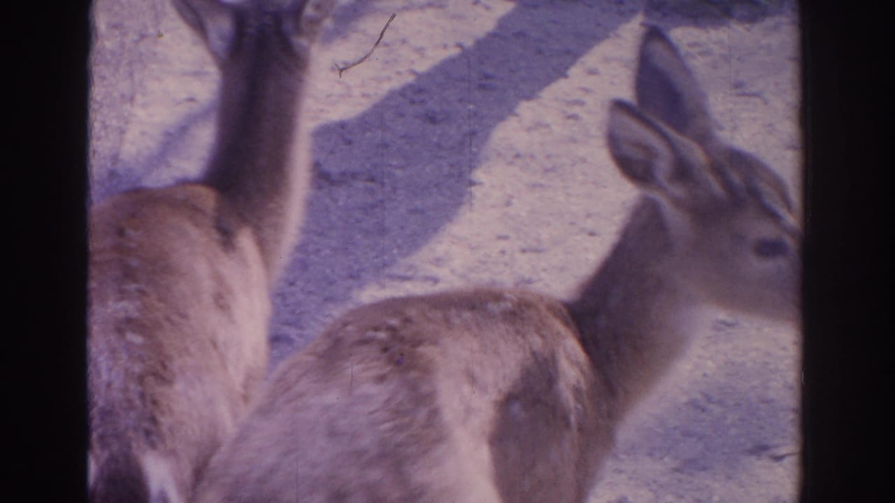 1962 Florida 8mm frame showing two deer in a sandy zoo enclosure, with one deer partly cropped and another in profile.