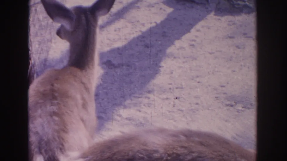1962 Florida zoo footage frame with a deer in profile and another partly cropped deer inside a sunlit sandy pen.