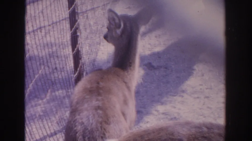 1962 Florida 8mm frame showing a deer from behind near chain-link or wire fencing in a zoo-style enclosure.