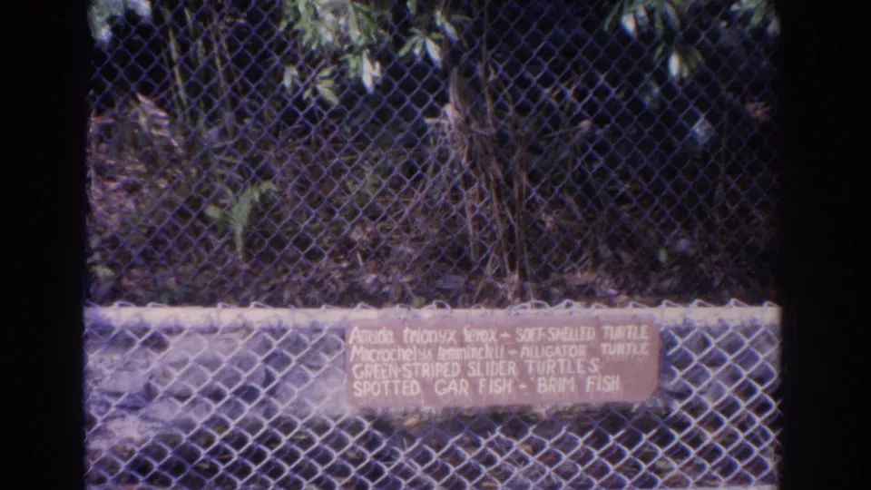 1962 Florida zoo frame showing chain-link fence, greenery, and an exhibit sign listing turtles, alligators, and fish.