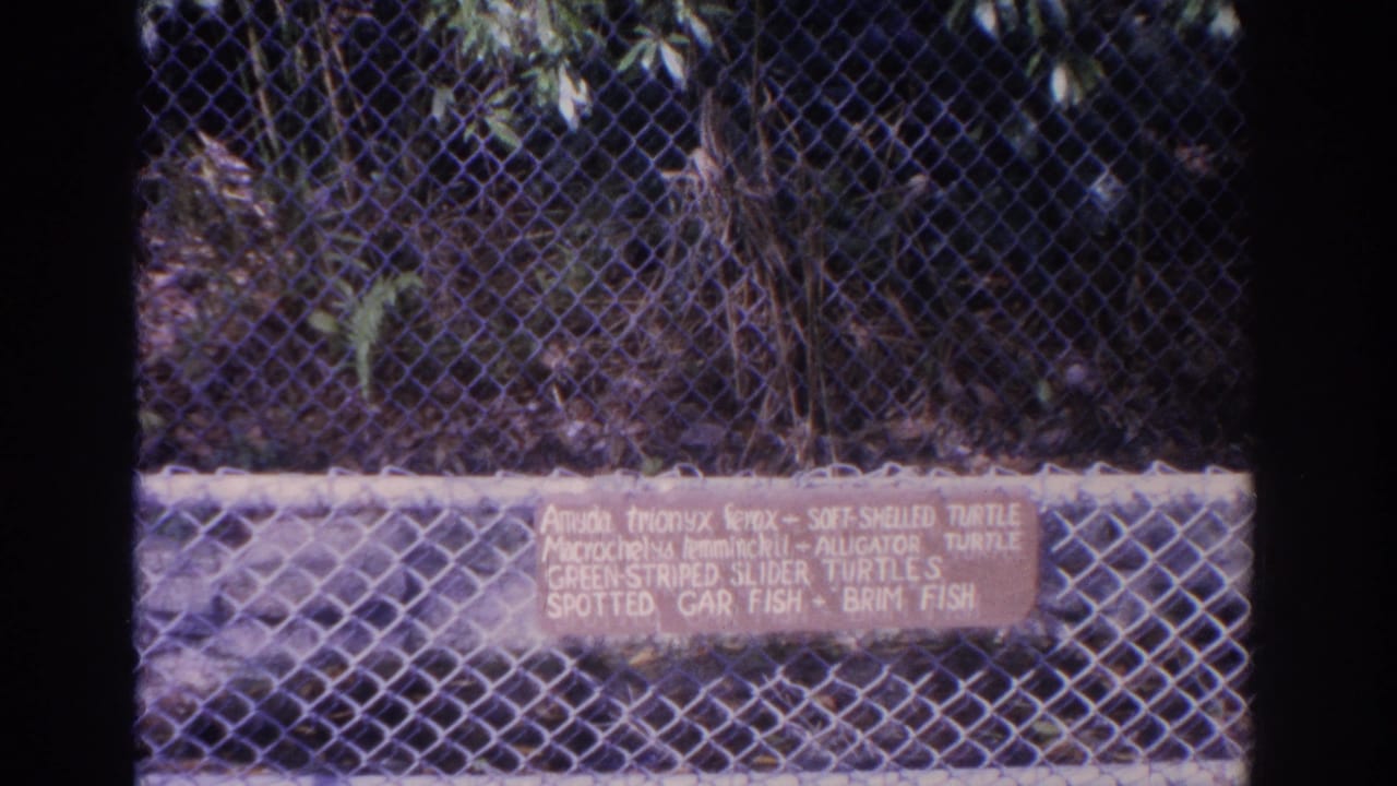1962 Florida 8mm frame showing a chain-link reptile enclosure and a hand-lettered sign listing turtle species.