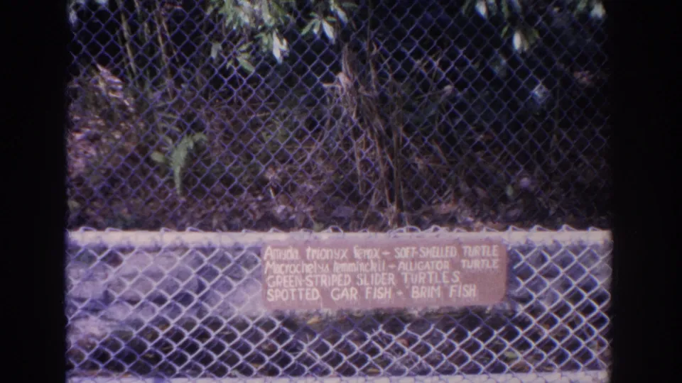 1962 Florida 8mm frame showing a chain-link reptile enclosure and a hand-lettered sign listing turtle species.