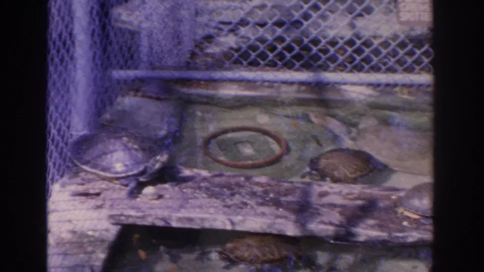 Aquatic turtles in a Florida zoo enclosure, with shallow water, a wooden ledge, and chain-link fence visible in the 8mm frame.