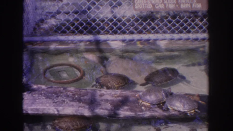 1962 visitor-shot view of turtles resting on a low wooden platform beside water in a Florida reptile exhibit.
