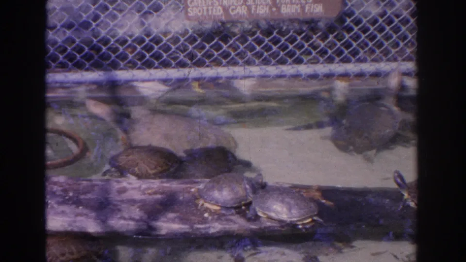 Vintage 8mm frame from a Florida turtle exhibit showing clustered aquatic turtles, shallow water, fencing, and aged color shift.