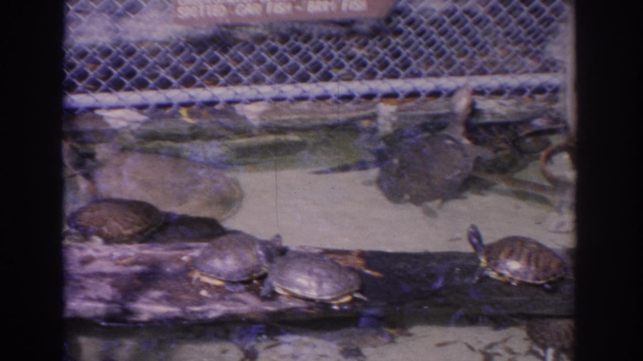 1962 Florida 8mm frame showing turtles on a log in a zoo enclosure, with water, fencing, and a partially visible fish sign above.