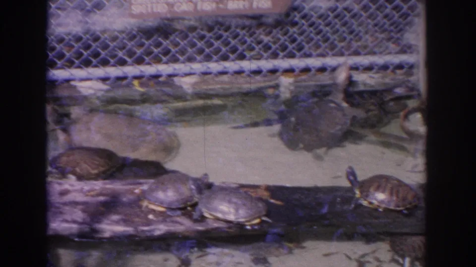 1962 Florida 8mm frame showing turtles on a log in a zoo enclosure, with water, fencing, and a partially visible fish sign above.