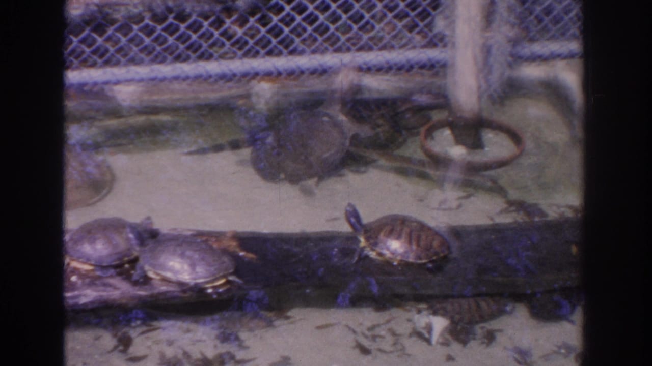 Several turtles sit on a log beside enclosure water with a chain-link fence in the background.