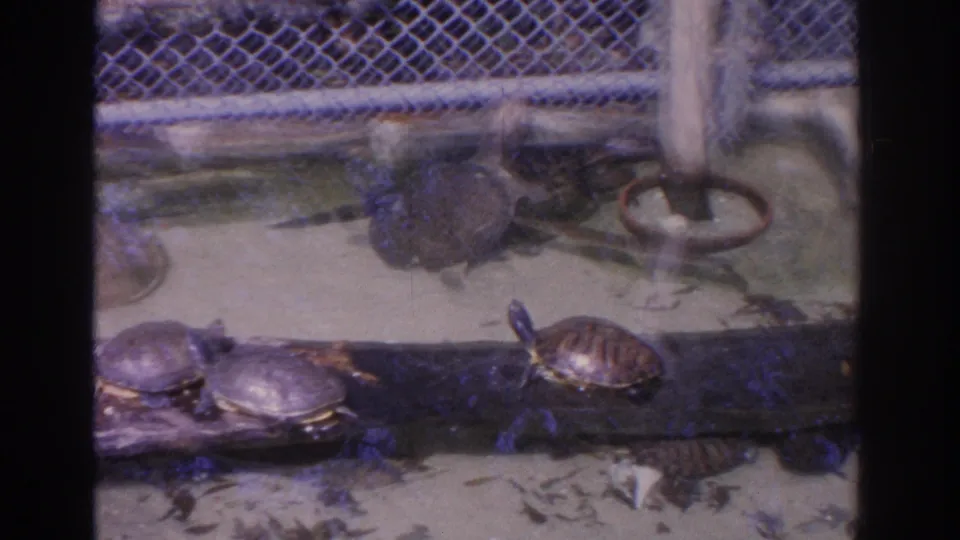 1962 Florida zoo footage frame with turtles lined along a log near water, backed by chain-link fencing and enclosure posts.