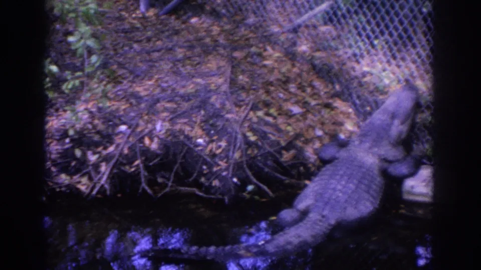 1962 Florida 8mm frame showing a large crocodile lying beside leaf litter and a chain-link fence in an outdoor zoo enclosure.