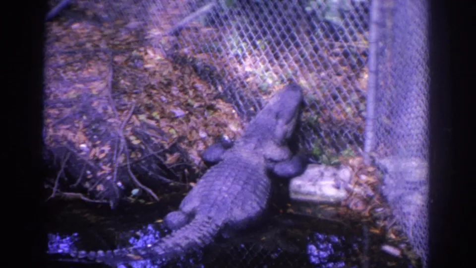 1962 Florida zoo frame with a crocodile resting near chain-link fencing, leaf litter, and a concrete fence post in soft 8mm color.