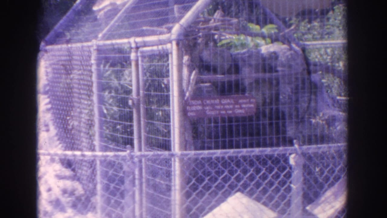 1962 Florida 8mm frame showing a zoo bird enclosure behind chain-link fencing, with a red sign, rocks, and foliage.
