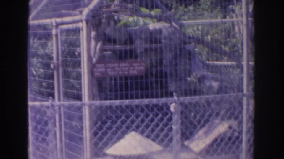 A Florida zoo bird exhibit appears behind chain-link and vertical bars, with signage, rocks, and plants visible.