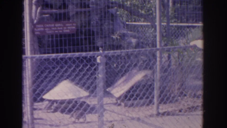 The bird is visible near the dirt floor of the fenced enclosure, with rocks, grass, and the red exhibit sign behind it.