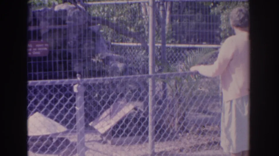 A woman stands at the edge of a Florida zoo bird enclosure in 1962 home-movie footage, watching through the chain-link fence.