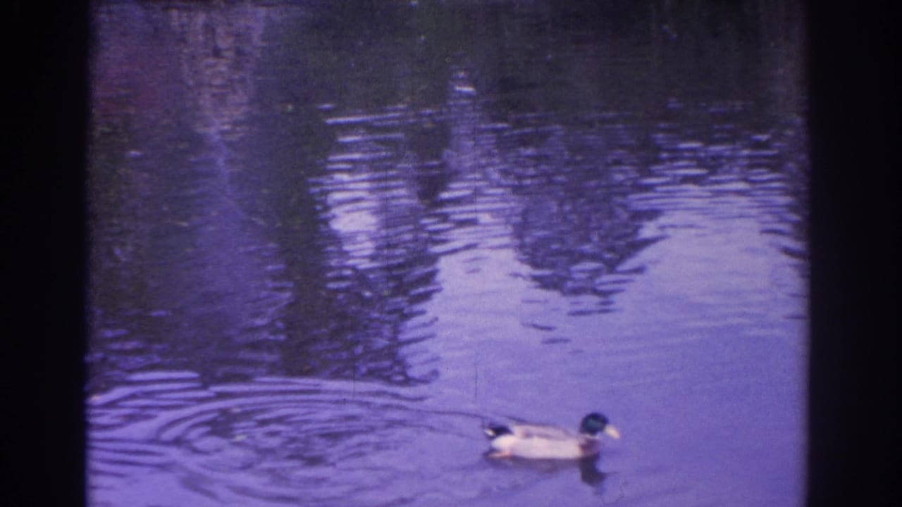 A mallard duck glides across a Florida pond in 1962 home-movie footage, with ripples and reflected vegetation on the water.