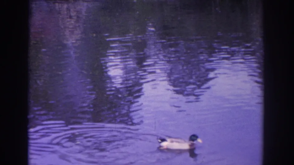 A mallard duck glides across a Florida pond in 1962 home-movie footage, with ripples and reflected vegetation on the water.